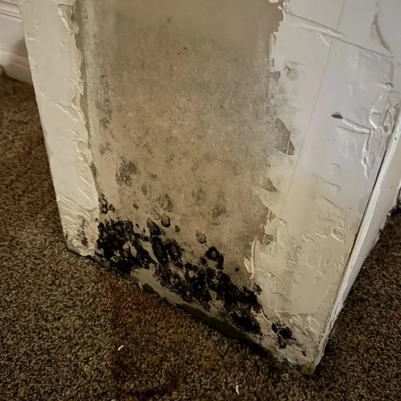 Professional Mold Removal in Union, OH